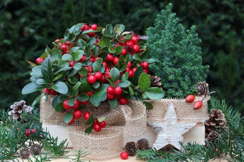 冬に赤い実を楽しめる植物おすすめ8選