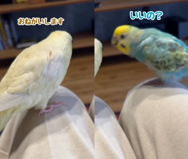 出所：@daiinkoteikoku_soraoto