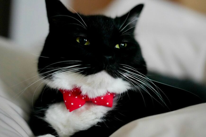 【猫は液体】正真正銘、猫ちゃんのはずが？！→「コーヒーになってる」と話題に