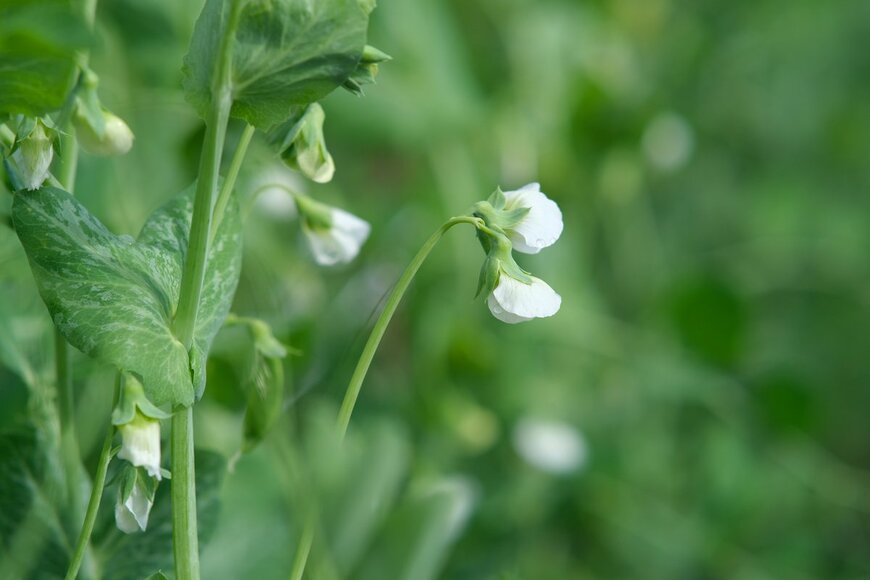 エンドウ豆の白い花（Yana UNY/Shutterstock.com）