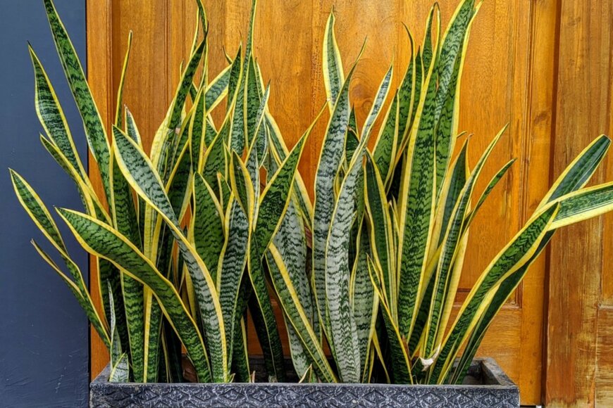 Andreas Cahyo/shutterstock.com