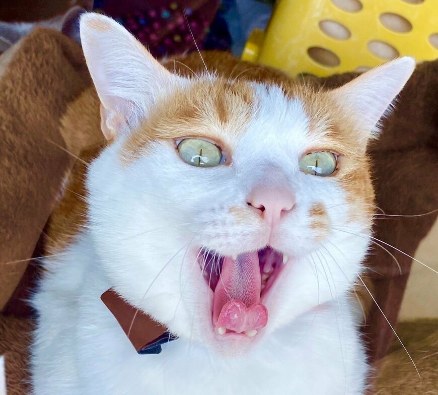 出所：@luna7taka9