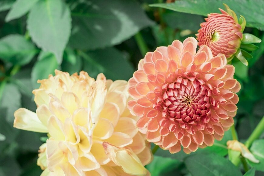 ANA LEBIODIENE/istockphoto.com