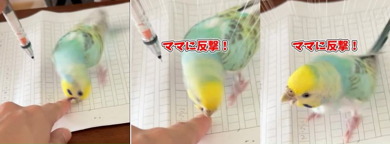 出所：@daiinkoteikoku_soraoto