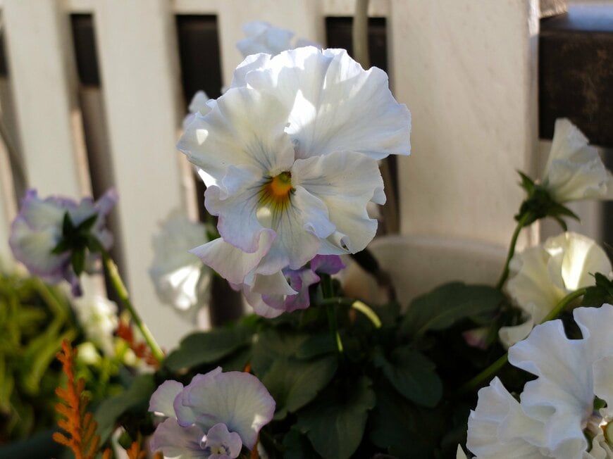 筆者撮影／パンジー フェデネージュ ルミエール（桂楓園）