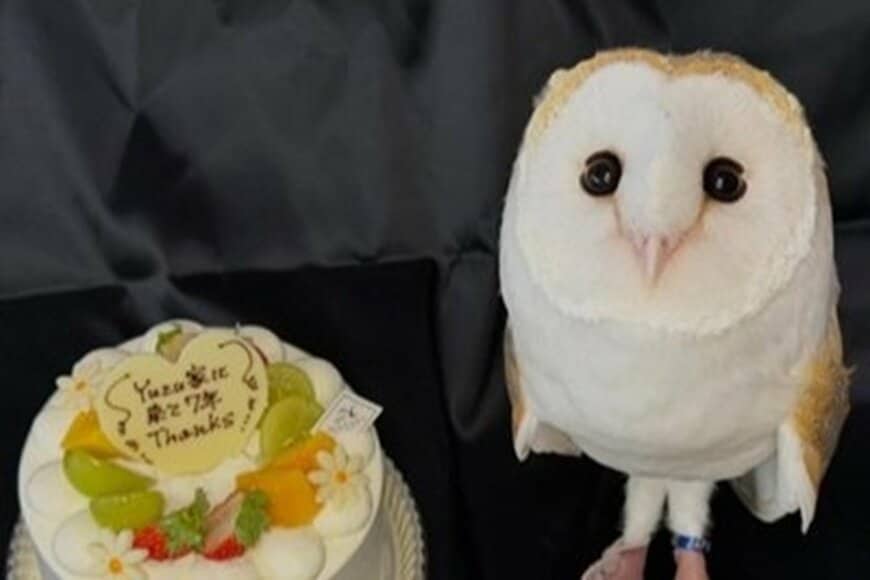 7歳の誕生日を迎える「フクロウの様子」がかわいすぎる…　「ビジュが爆発してますね」