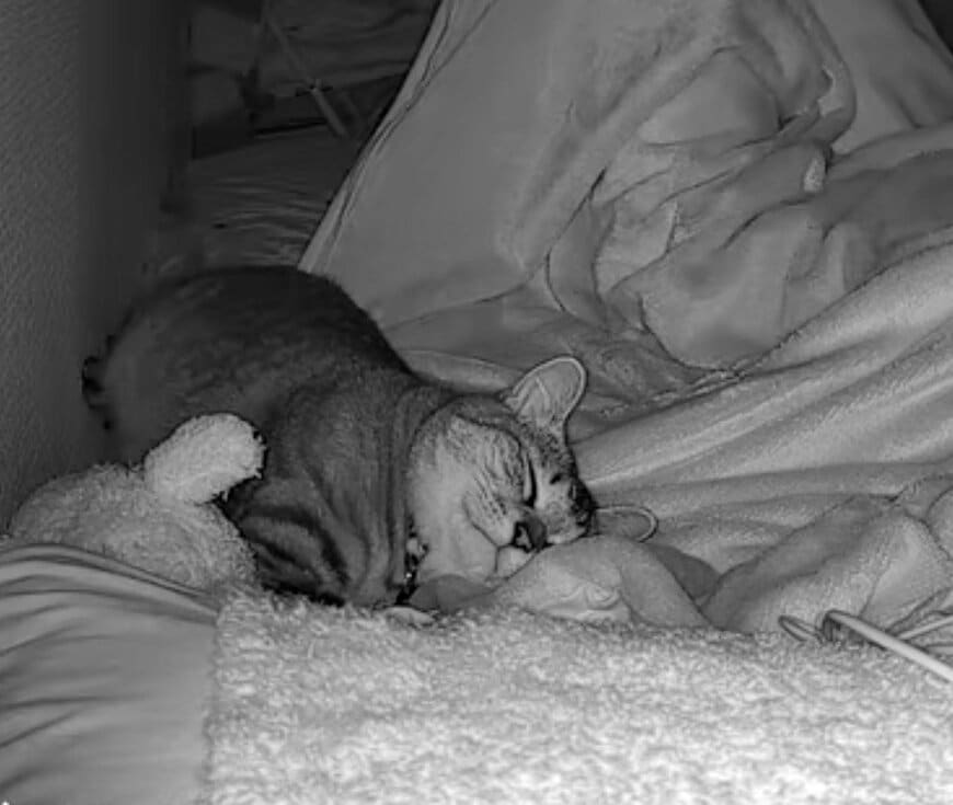 出所：@fururuwithme