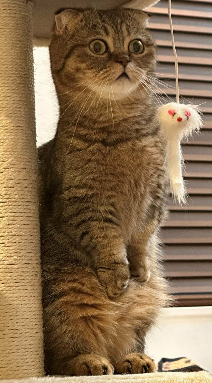 出所：@ponpokopontanu