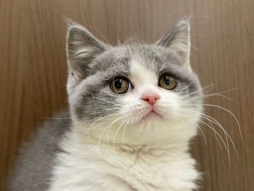 出所：@omochiomoching