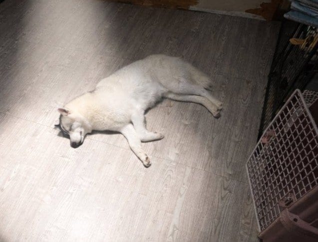 出所：@fukumaru_buna