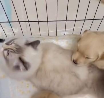 出所：@pu_channeldesu