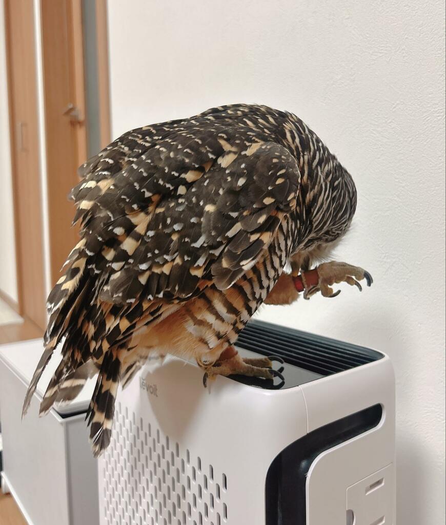 出所：@kanata_akas