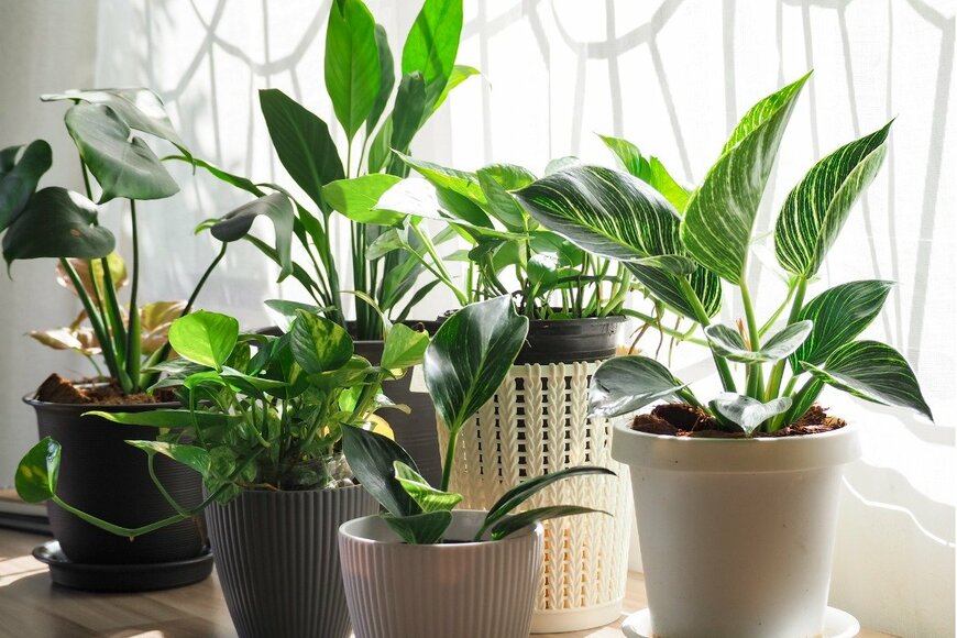 Nirunya Juntoomma/isotkphoto.com