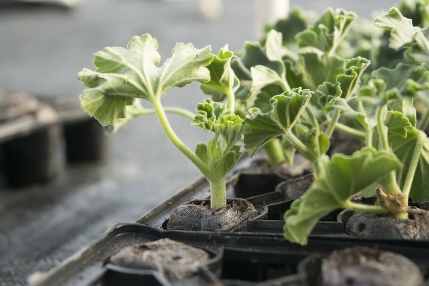 Ratda/Shutterstock.com