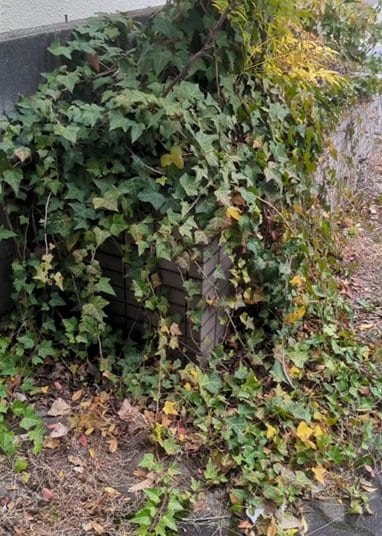 出所：@kusakari.zamurai