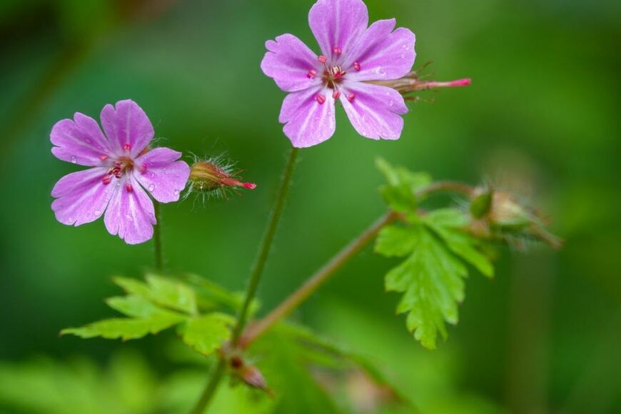 【多年草ガーデニング】上手に育てて来年も楽しみたい！春に植えられる多年草おすすめ7選