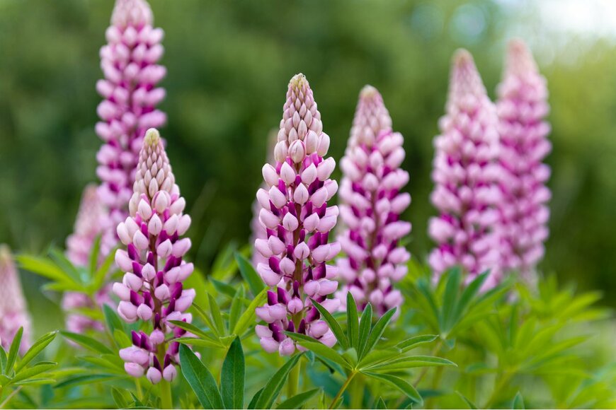 Lupinus/Shutterstock.com