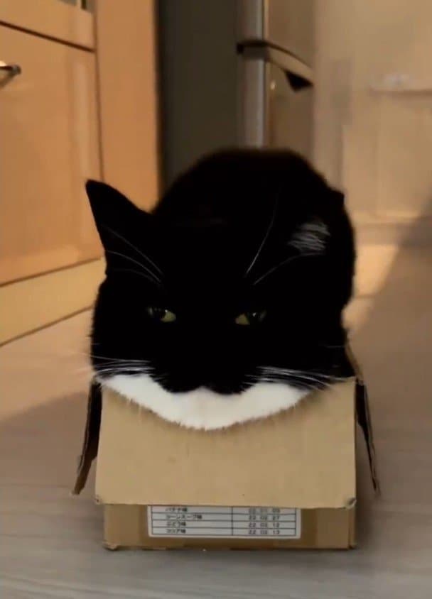 出所：＠unicouniuni3