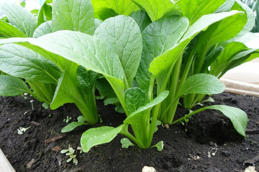 Ryoko Fujiwara/Shutterstock.com