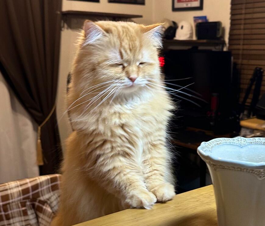 出所：@NEKOLAND13