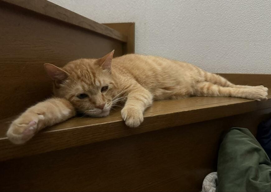 暑くてぐったりやる気消失…　床にゴロンと横になって涼を取る猫ちゃん　涼しい場所を発見した様子！