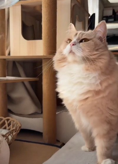 私こそが女王さま！気まぐれさがたまらん猫ちゃん、たまに見せる優しさにキュン