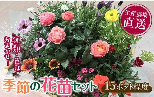 出所：ふるさとチョイス 生産農場直送！季節の花苗セット 10～15ポット
