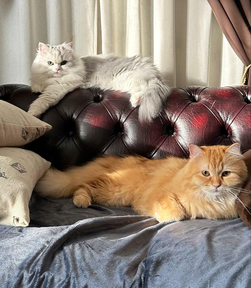 出所：@NEKOLAND13