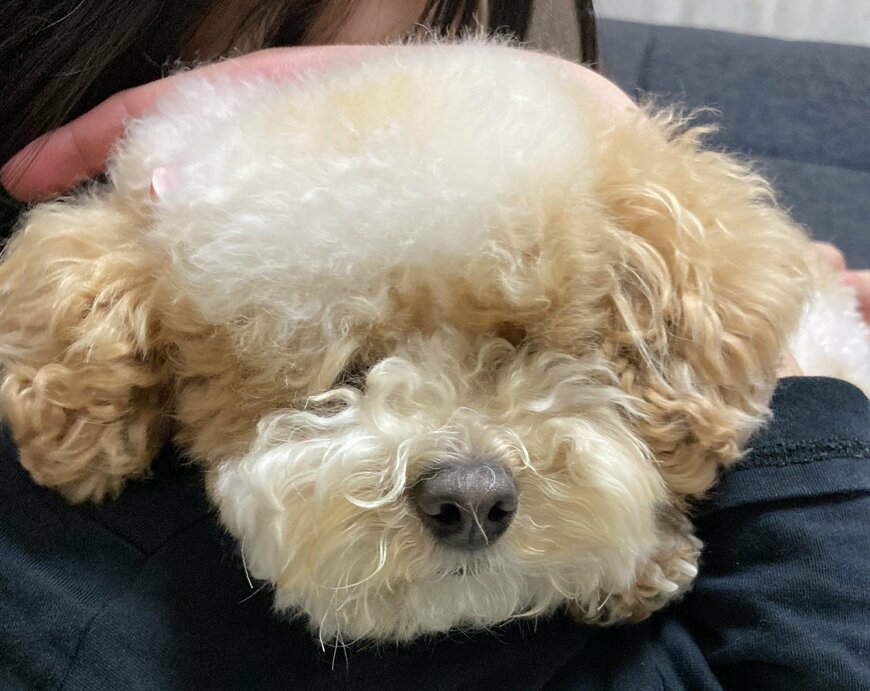 出所：@ha_cchi_mi