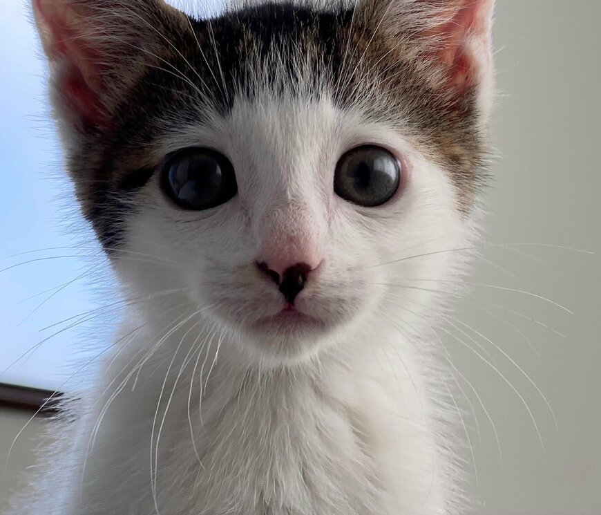 出所：@Saeroyi_cat