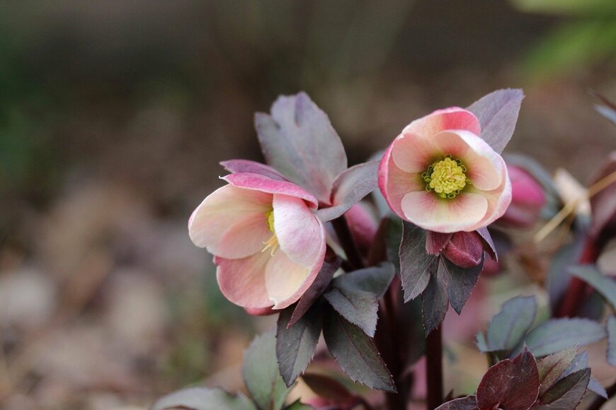 Hana-Photo/istockphoto.com