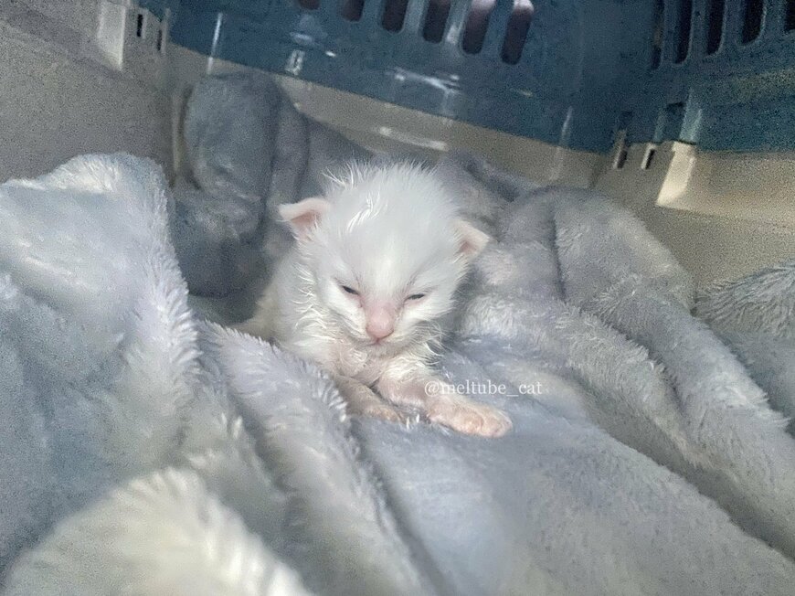 出所：@meltube_cat