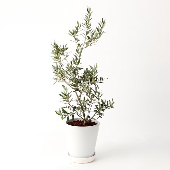 画像出所：無印良品公式オンラインストア