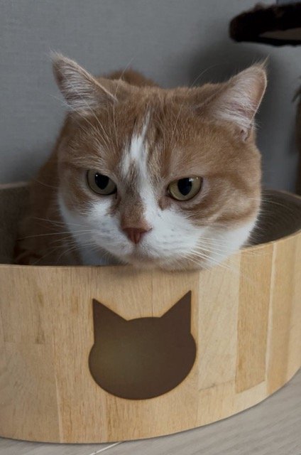 出所：@kotaro_0315