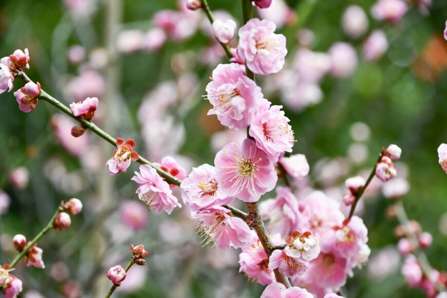 三重県で梅林を俯瞰撮影した結果…春を感じる幻想的な絶景が「まさに桃源郷」と5.1万いいね