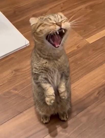 出所：@ponpokopontanu