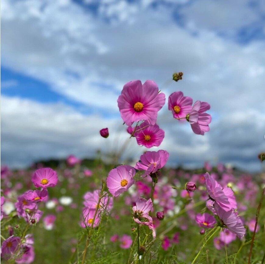 画像出所：＠cucu109 /Instagram