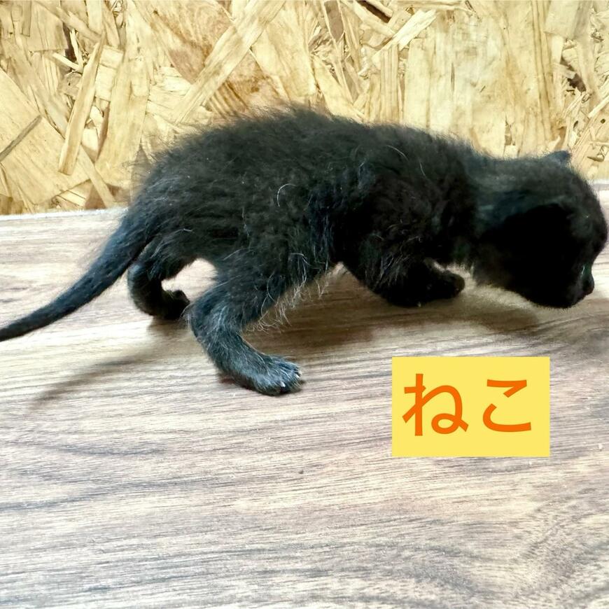 出所：@Tanuki_Mum