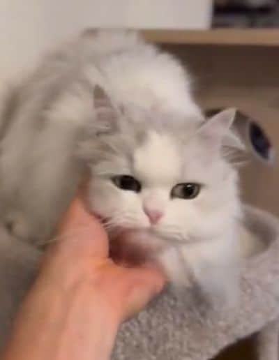 出所：@NEKOLAND13