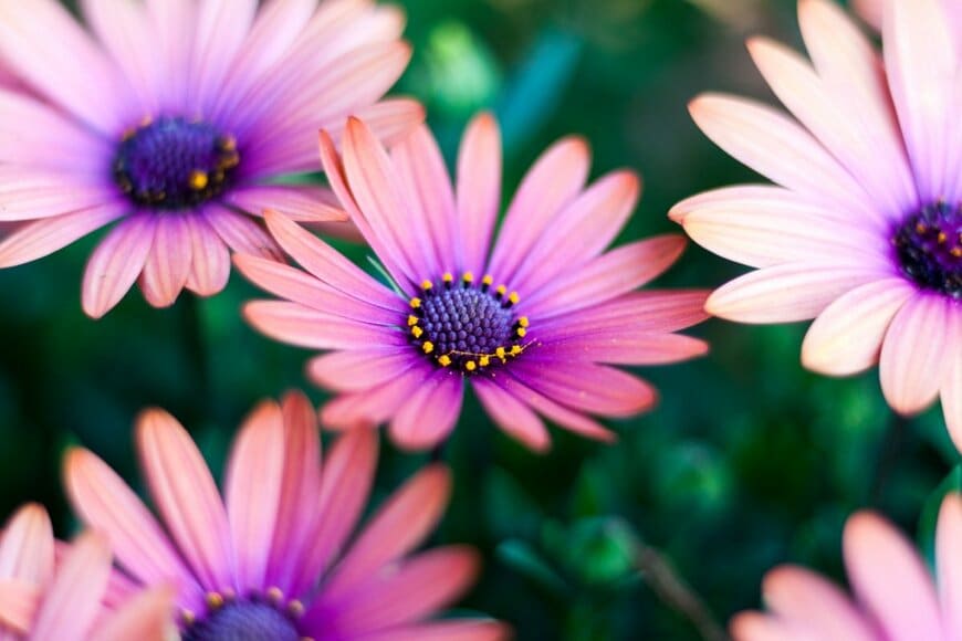 Jason Craig Rothman/shutterstock.com