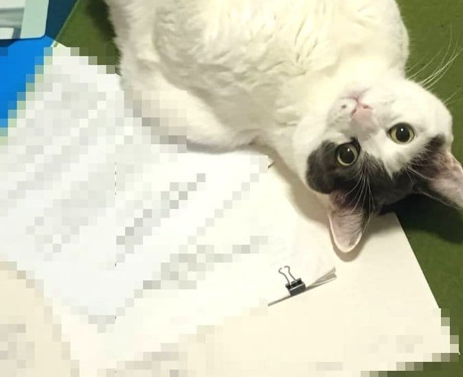 【反省してる？】イタズラを怒られた猫ちゃん→直後の「可愛いでしょアピール」に思わず笑顔