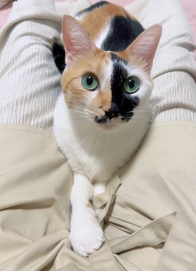 出所：@hikaitimilky