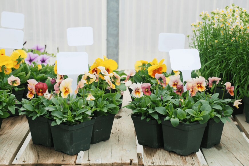 Yui Yuize/shutterstock.com