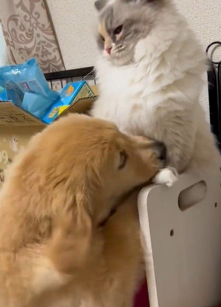 出所：@pu_channeldesu