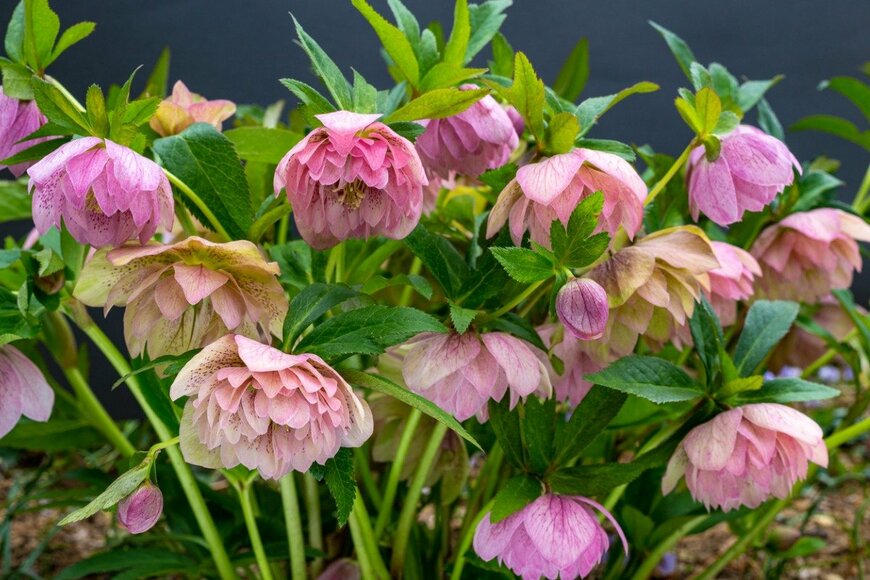 Billy_Fam/istockphoto.com