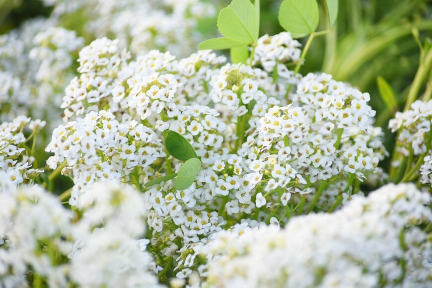 今が植えどき！雪のような白い花でつくる《秋冬のホワイトガーデン》秋植え一年草＆多年草9選