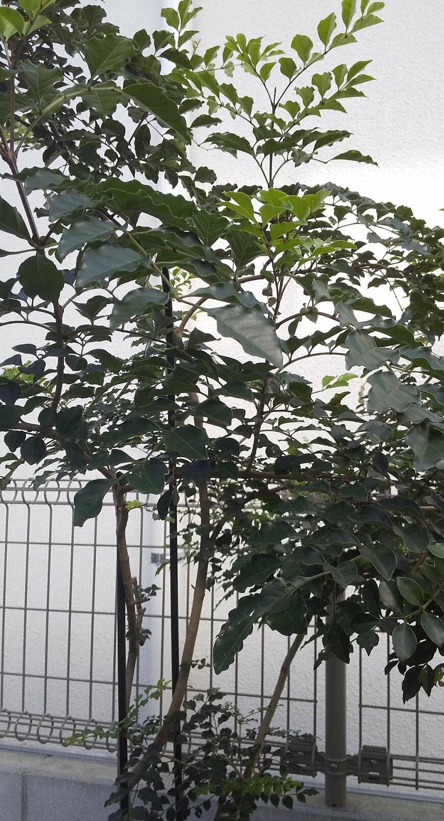 鉢植えのトネリコ、樹高は180センチほど。（著者撮影）