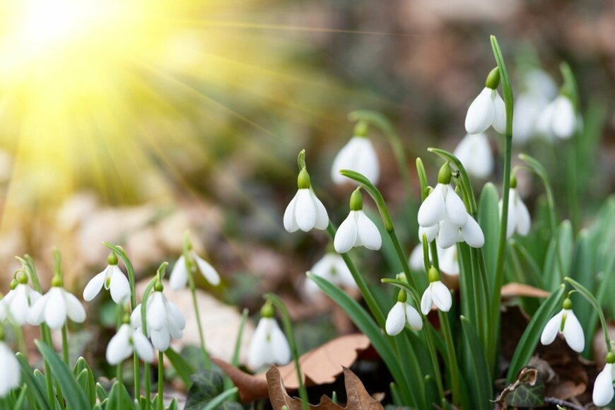 【ガーデニング】冬は「ピュアホワイト」が美しい。雪を思わせる白い花・最強7選