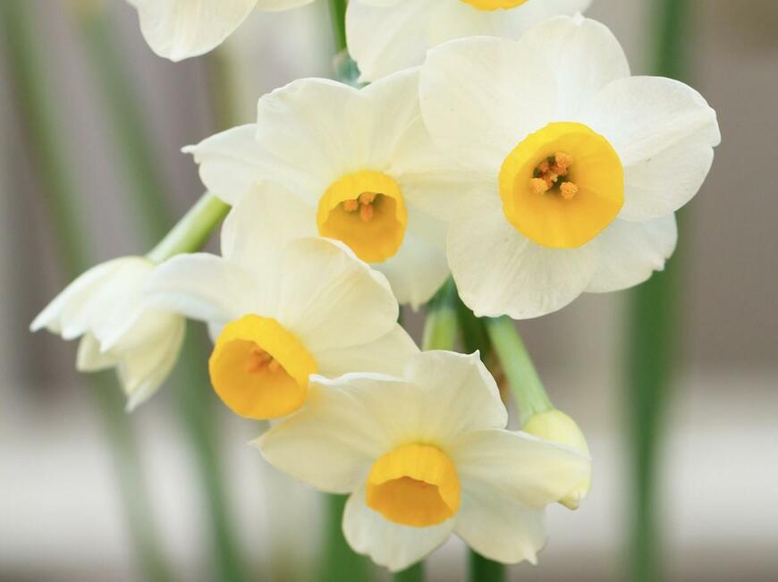 花びらは白、中央が黄色のスイセンの花