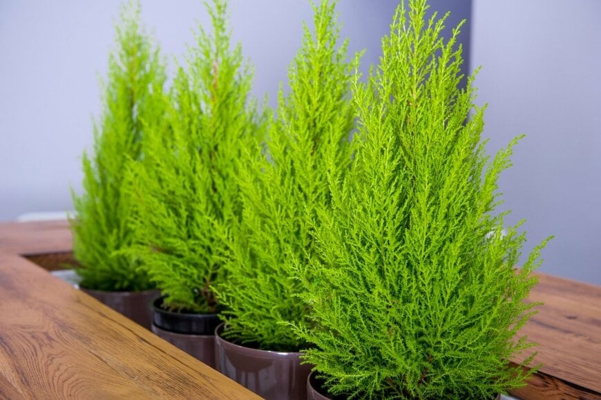 明るい黄緑色の葉のコニファー、ゴールドクレスト